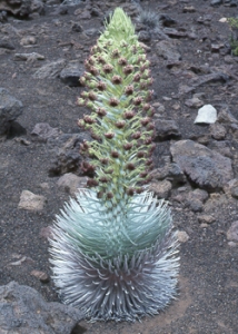 green plant on rocky area