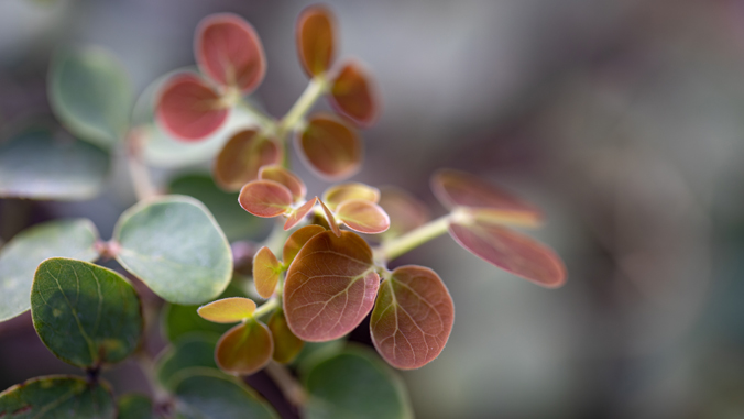 UH experts help to save rare endangered plant from brink of