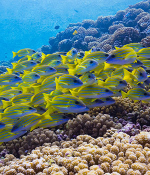 Impact of coral reef fish personalities on species persistence