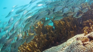 school of fish by the reef