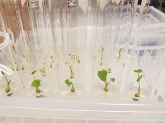 Seedlings in test tubes