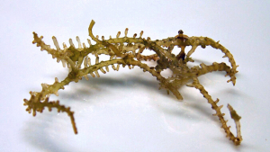 closeup of strand of algae