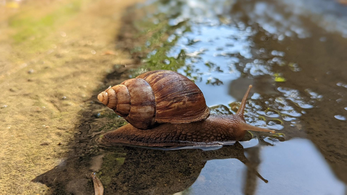 snail