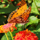 Orange butterfly on a bright orange-red flower