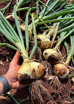 hand holding sweet onions