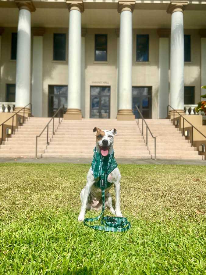 Happy looking dog seated in front of Hawaii Hall with U H Manoa green harness