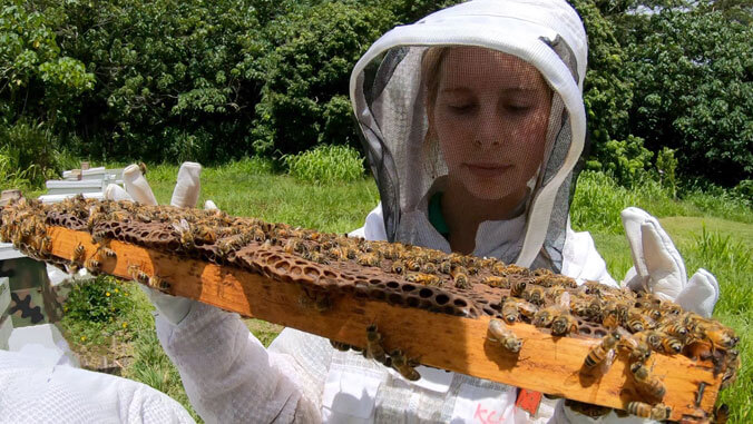 Person holding a block of bees