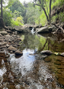 stream in Maui