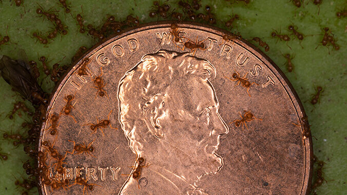 little fire ants on a penny