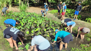 group doing work in the taro patch