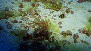 green and brown seaweeds