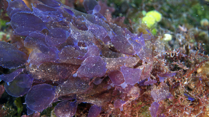 purple colored seaweed in the ocean
