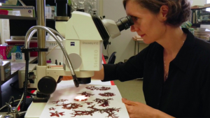 person looking at samples through a microscope