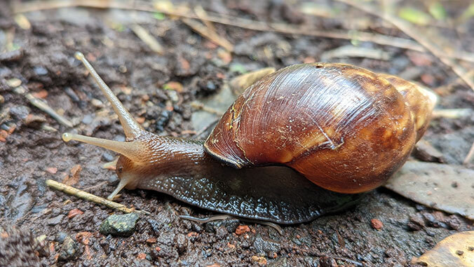 snail on the ground