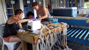 researchers looking at corals