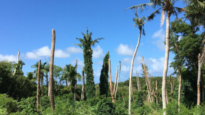 decaying palm trees