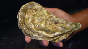hand holding an oyster