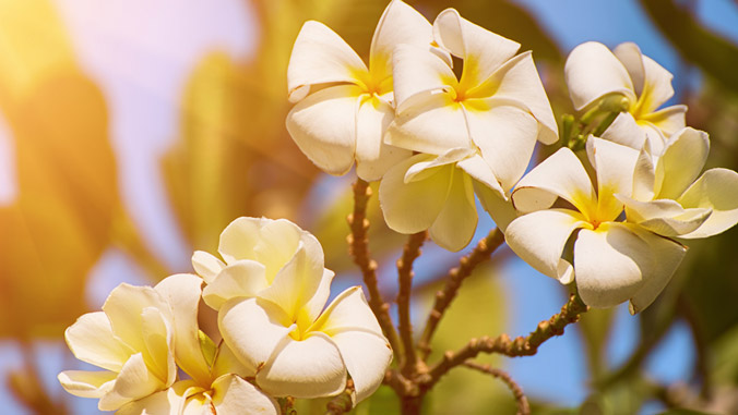 Plumeria