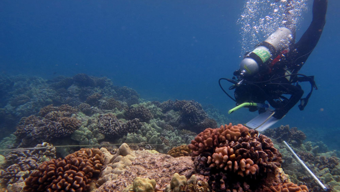 diver next to corals