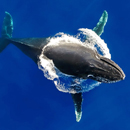 Q&A: Whale expert utilizes tech to monitor marine mammals