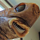 UH professor connects moonless nights to rare cookiecutter shark bites