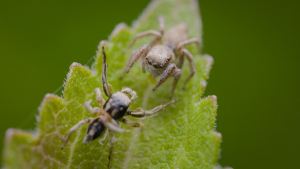 two small spiders