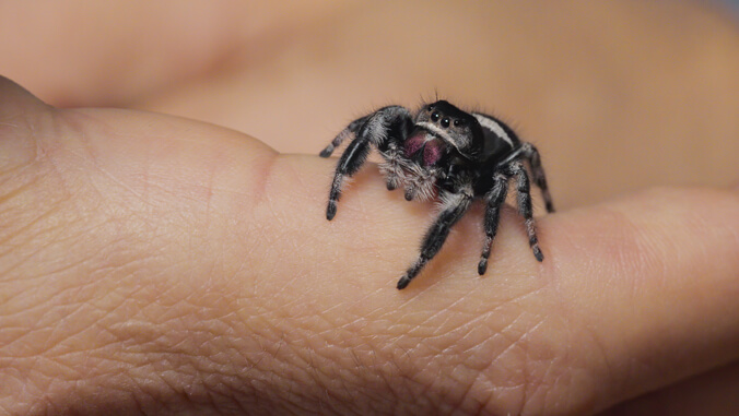small spider in a hand