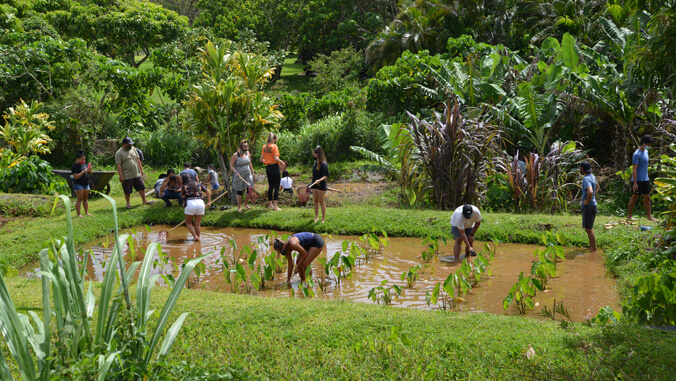 People working in a taro patch (lo i)