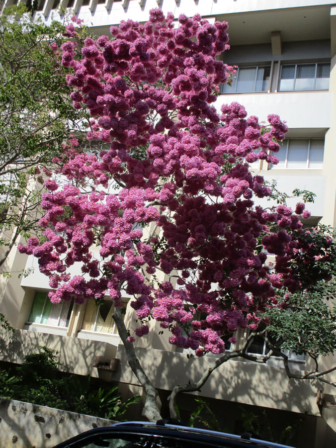 Ipe tree in bloom