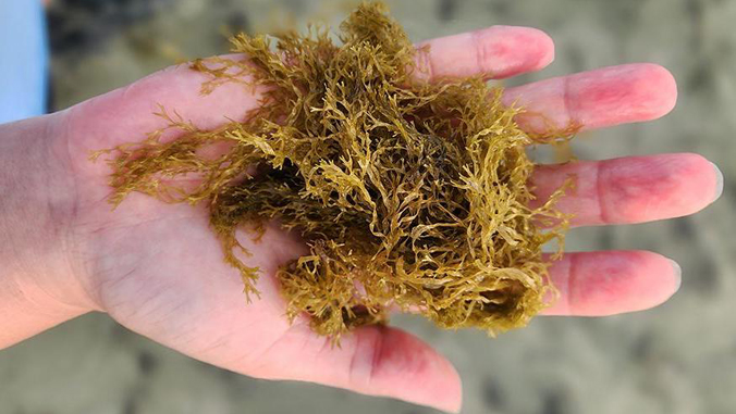 hand holding seaweed