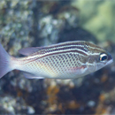 Certain reef fish provide insight to surviving climate change