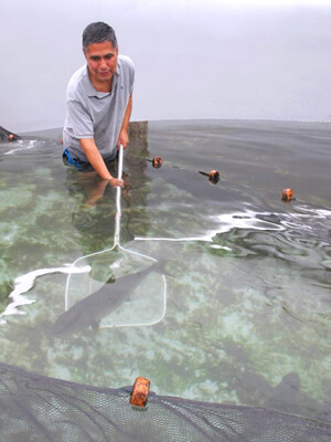 man catching fish with a net