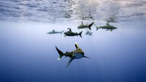 sharks swimming