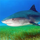 Sharks critical to ocean ecosystems, more protection needed