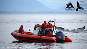 people on boat by whale