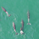 Keeping up with the dolphins: drones give snapshot of pod health