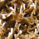 Tubeworms coat ships, propellers, facilities, get signals from bacteria