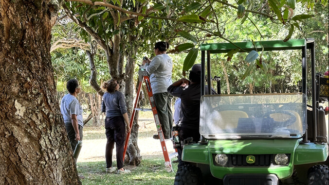 People working on a tree