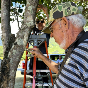 People working on a tree