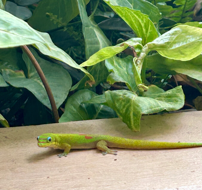 Madagascar gecko