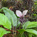 Image of the Week: Bat flower