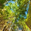 Image of the Week: Bamboo conversation