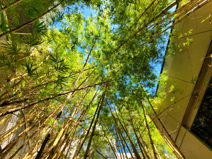 Bamboo grove from below