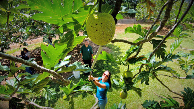 women picking ulu