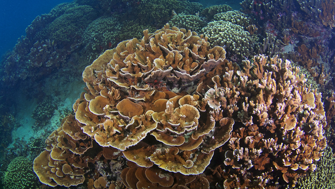 coral