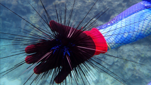 hand holding urchin