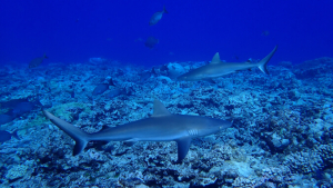 sharks on a reef