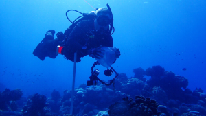 person in scuba gear underwater