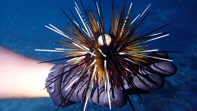 hand holding urchin