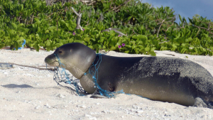 monk seal tangled with net